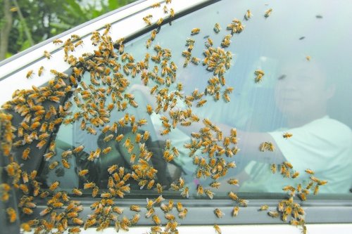 成灌高速蜜蜂猖狂 收费员被蜇伤司机怕开窗
