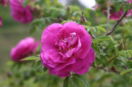 情迷玫瑰谷 浪漫花田间_大成网_腾讯网