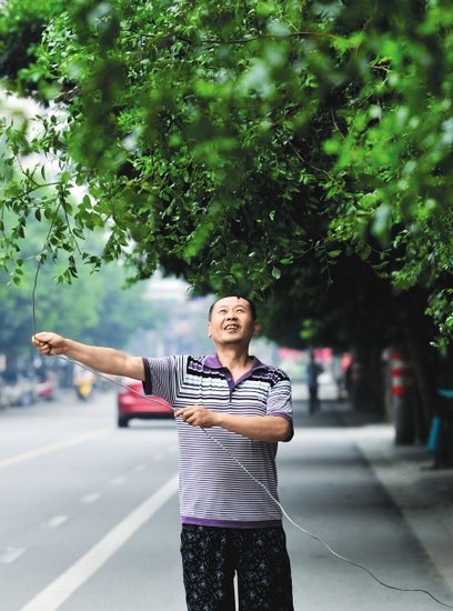 成都枣子巷枣子还没熟 商家为保护枣树发愁