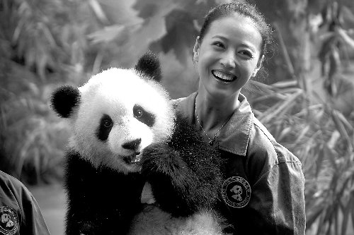 众明星齐聚雅安认养大熊猫