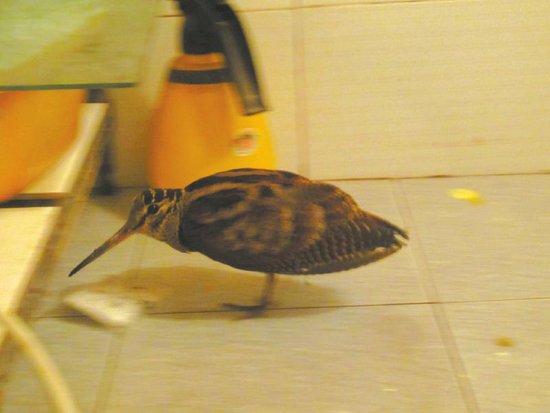 �ɶ�����èצ�¾��� ԭ�ǹ��ұ�������(ͼ) 