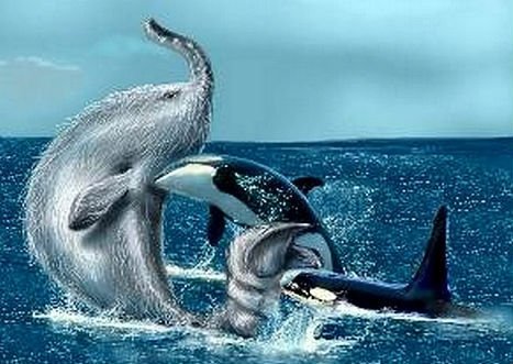 蓝鲸有几个品种 38625304.jpg