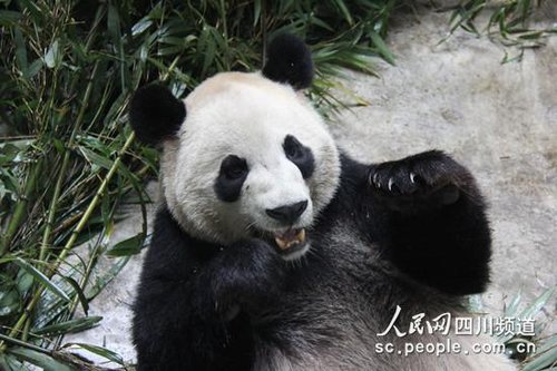 成都大熊猫大毛将搬家加拿大