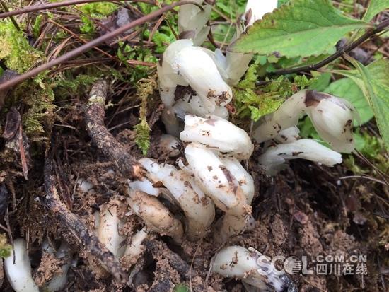 雅安汉源疑现“冥界之花” 花苞有如冰雕一样美丽_大成网_腾讯网