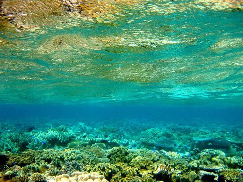 世界面临新一轮生物大灭绝比恐龙大灭绝还严重