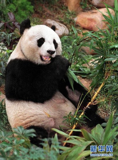 香港海洋公园大熊猫园喜迎安安佳佳