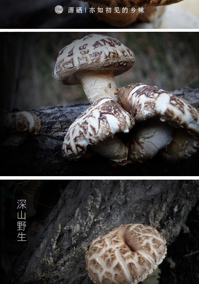 来源:四川制造  直达链接    花菇是菌中之星,花菇的顶面呈现淡黑色