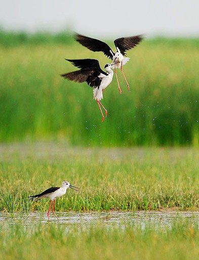 中国第八大淡水湖乌梁素海湿地鸟类种类明显增
