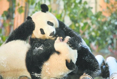 成都熊猫基地入选新十景 五一推多项活动