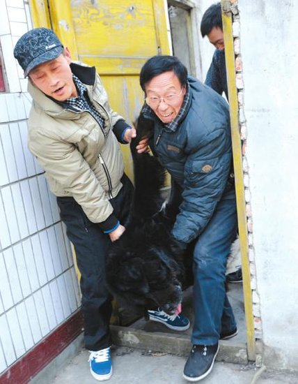 成都藏獒不愿搬家 兽医一针麻药让其就范(图)