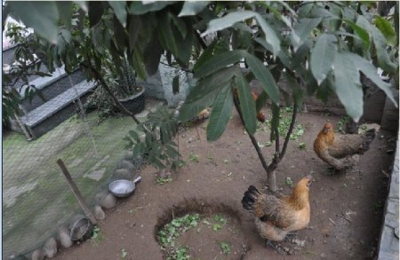 泸州南阳花园业主小区内养鸡 物管怒投耗子药