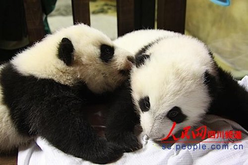 首对国外出生大熊猫双胞胎18日回蓉开始新生