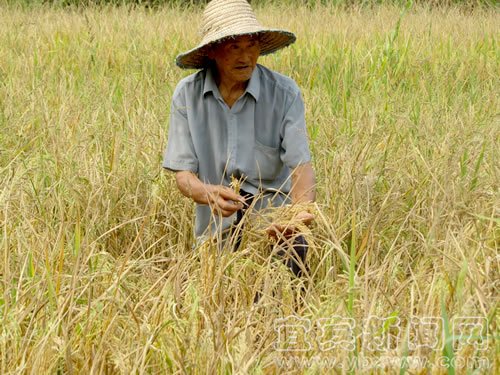 直击宜宾县抗旱现场:办法总比困难多 旱灾面前