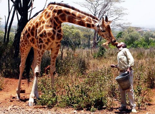 肯尼亚全景8日追逐野生动物之旅 (驴妈妈)