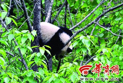自驾车队景区发现野生大熊猫酣睡树枝上(图)