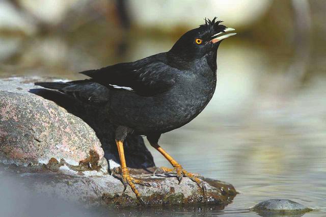 成都全面禁售画眉八哥和鹩哥 3个月后鸟市