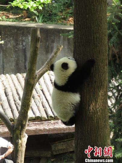 四川雅安碧峰峡大熊猫情绪恢复正常 食物有保