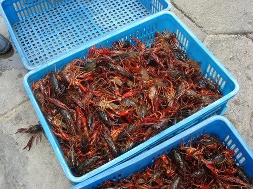 龙虾批发商曝洗虾粉已出现四五年 为拯救行业