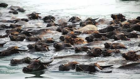 �ϳ����ţ�ɽ� �ѳɵ��ء��������ơ�(ͼ)