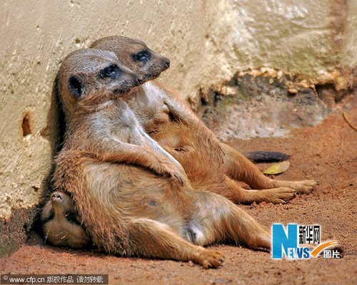 搞笑!动物园猫鼬以多欺少 坐同伴身上晒太阳