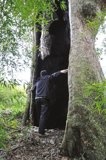 泸州叙永长出树中之王 七八个人才能合抱(图)