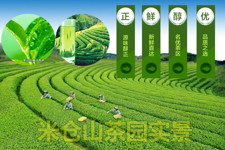 米仓山绿茶 毛峰 二级茶 2015年新茶 简装250克