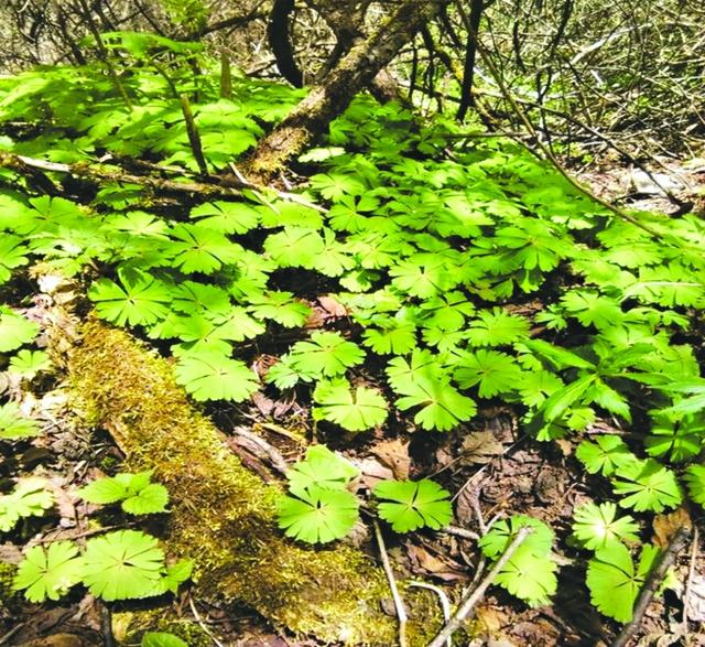 阿坝理县发现一级重点保护植物独叶草_市州关