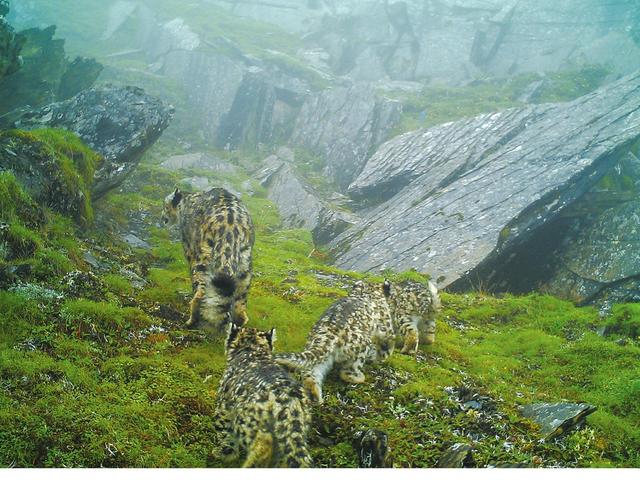 四川首次拍到4只雪豹同框 卧龙雪豹数量不少于26只_大成网_腾讯网