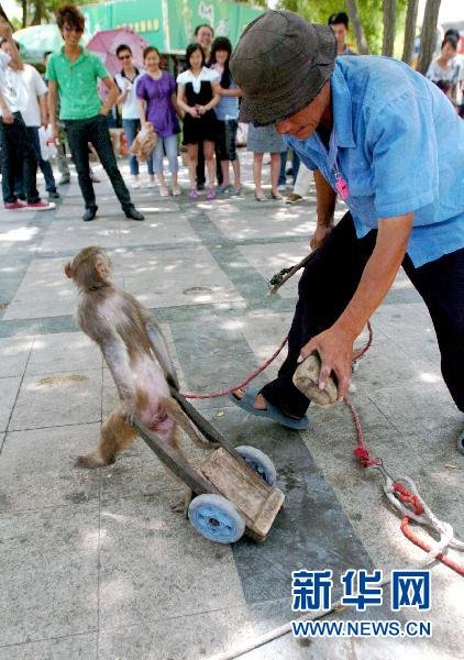 猴子面带铁罩、浑身伤痕 街头耍猴的残忍一幕