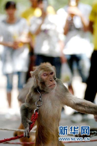 猴子面带铁罩、浑身伤痕 街头耍猴的残忍一幕