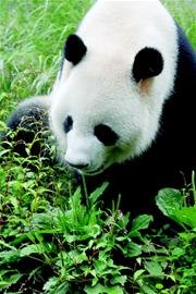 两熊猫赴新加坡旅居10年 费用新加坡企业买单