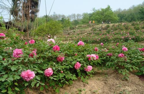      2014彭州牡丹花节时间:3月29日彭州丹景山的