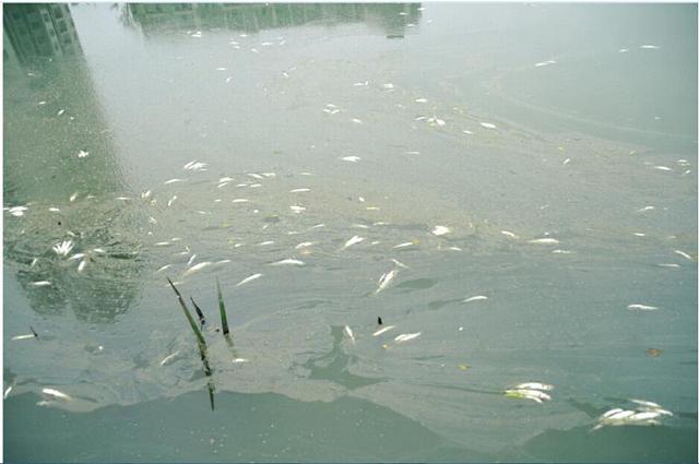 自贡一公园湖面漂起成片死鱼 鱼腥臭飘散(图)