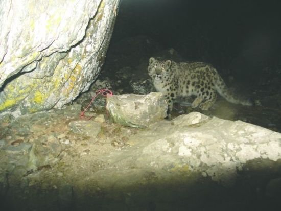 四川卧龙首次公布雪豹等30多种珍稀动物影像