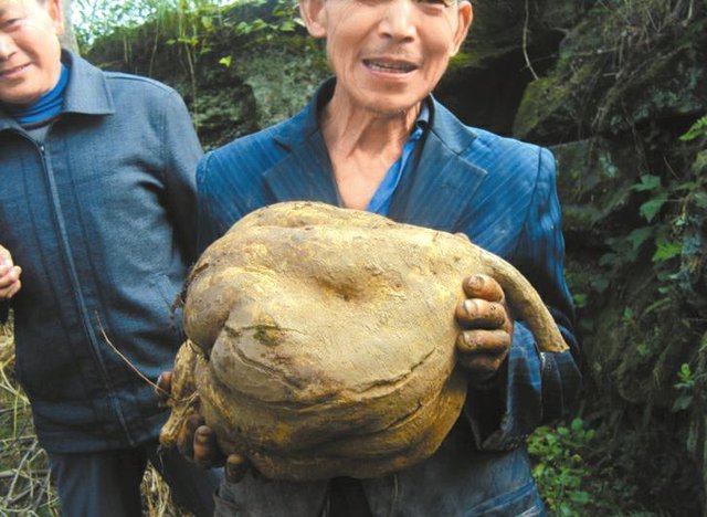 巴中平昌村民挖出巨无霸红薯 重22斤(图)