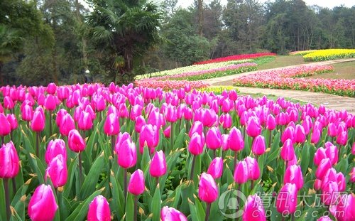 四川新津花舞人间寻花问柳 2011版"成都赏花地图"出炉