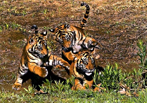 美国圣迭戈动物园的可爱小动物_新闻滚动