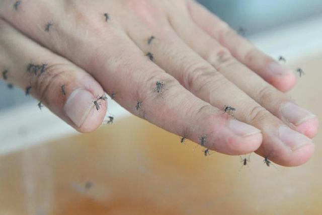 驱蚊软件受年轻人热捧 实验证实:无效果(图)