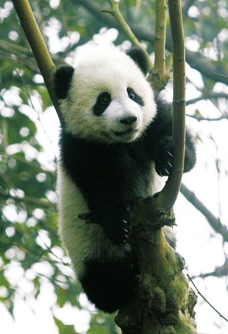 成都大熊猫基地首次披露繁育过程中所遇危机