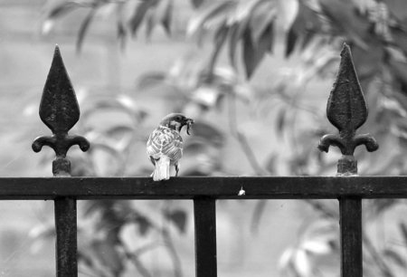 都江堰一小区现大量黑虫 小区居民心慌慌(图)