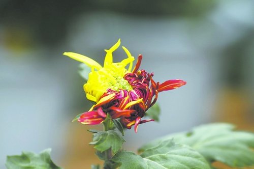 成都青白江菊花节开幕 精品菊花争奇斗艳(图)_