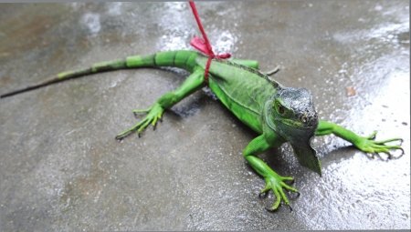 市民河边遛弯遭蜥蜴咬伤 来源成疑(图)