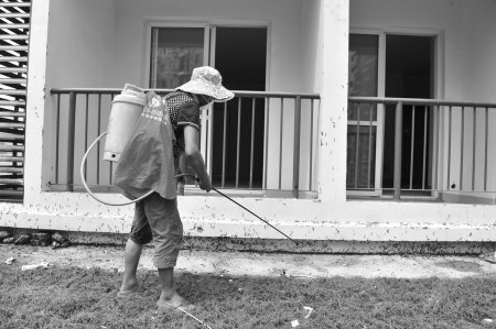 都江堰一小区现大量黑虫 小区居民心慌慌(图)