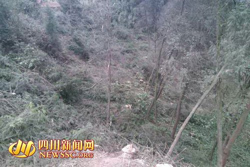 80350241.jpg