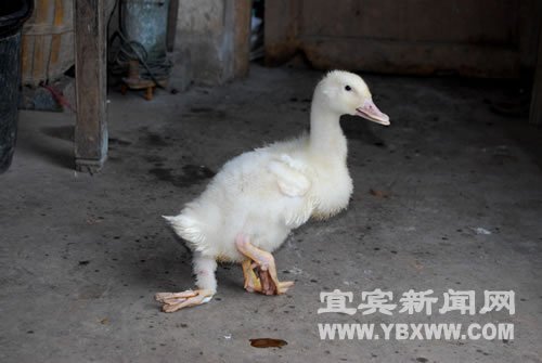 养鸭专业户遇怪事鸭子长出三只脚_新闻滚动