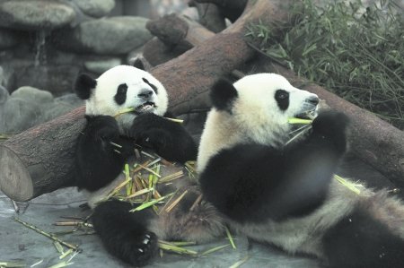 成都两只大熊猫将赠送澳门_新闻滚动
