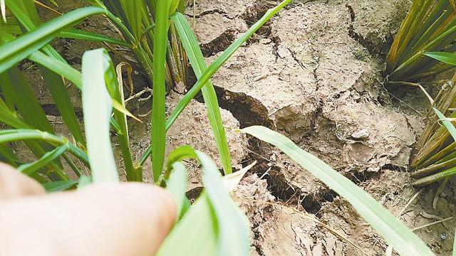 巴中通江遭遇罕见伏旱 20天降雨量仅8毫米(图