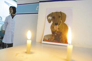 爱犬就诊后突然死亡 主人在宠物医院设灵堂_新