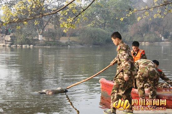 新都桂湖公园湖面现男尸 消防官兵打捞出水面