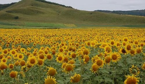 花葵和油葵的果实已经基本图片